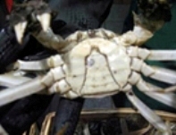 雄蟹(公)